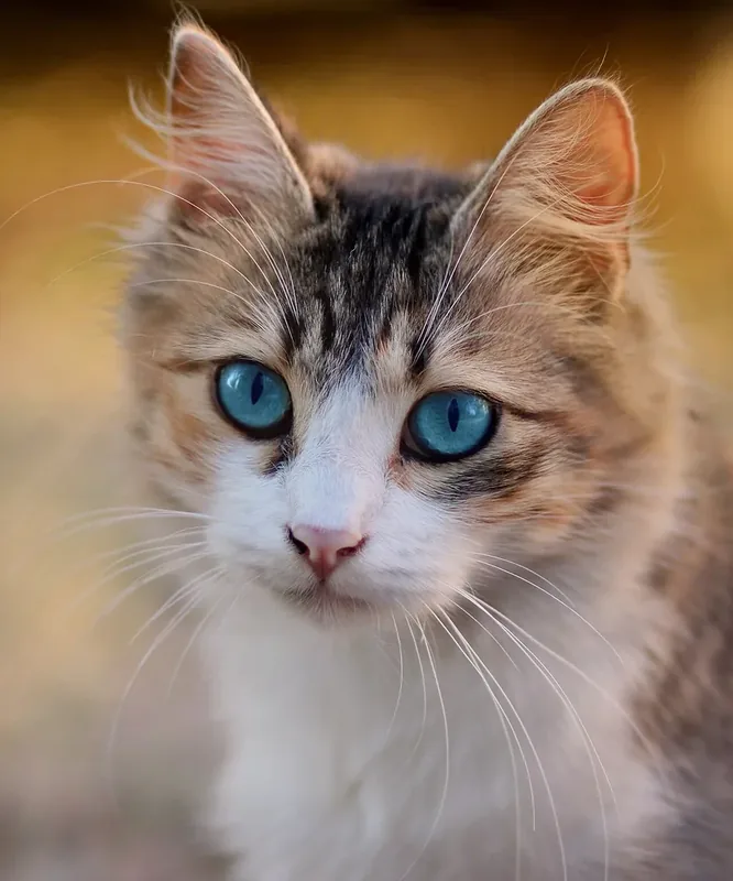 Portrait of a black tabby and white cat with Dominant Blue Eyes (DBE)