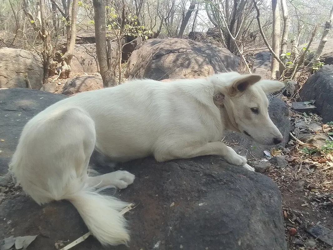cute dog lay on the stone