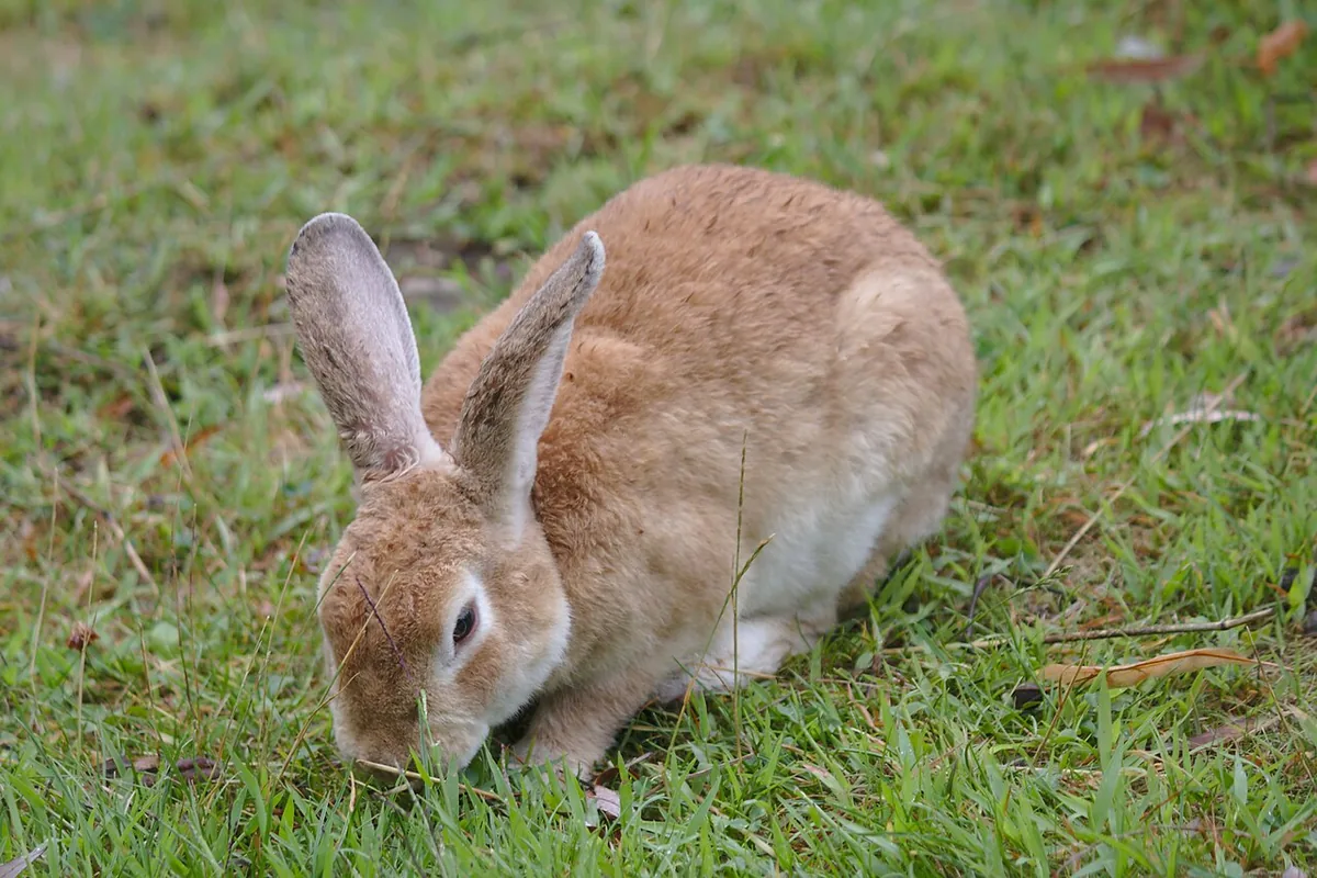 Brown rabbit grazing on green grass.