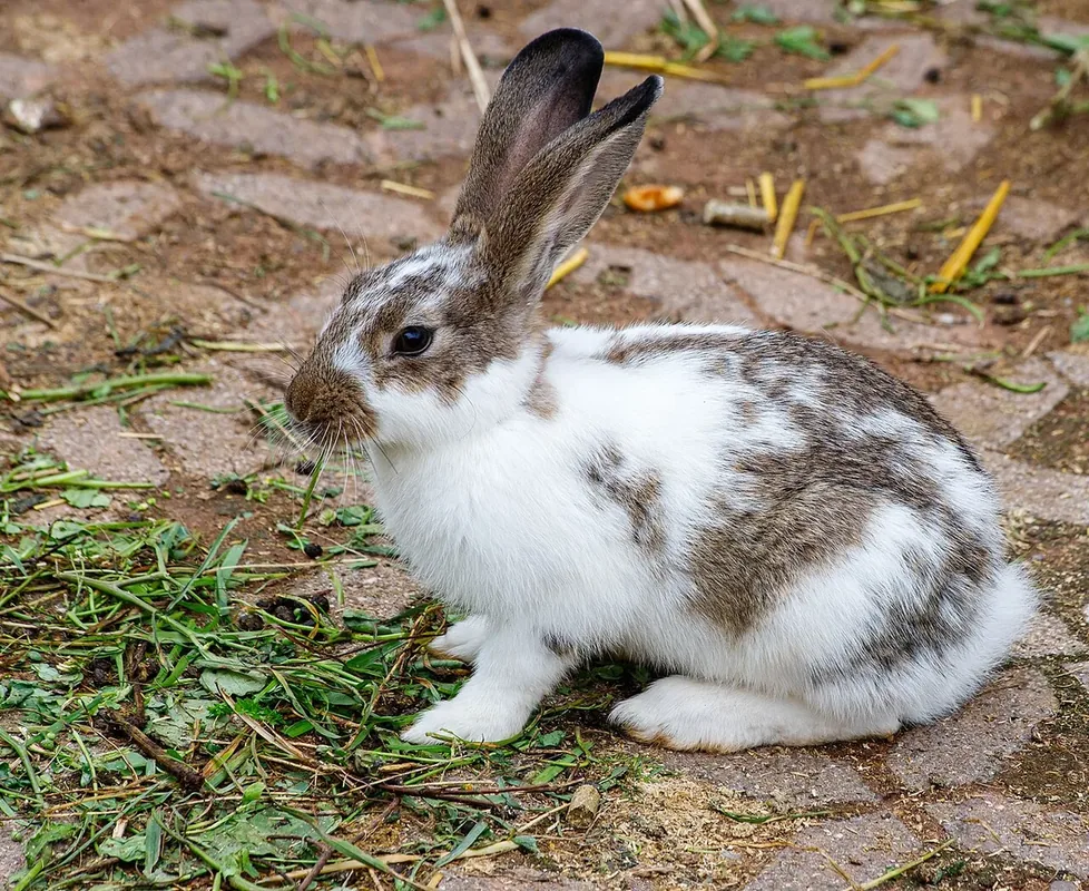 Domestic rabbit (Oryctolagus cuniculus domesticus) as a pet
taxon: Domestic rabbit
Title
Domestic rabbit
Instance of
taxon
Animal role: Pet
Title
Pet
Instance of
animal role