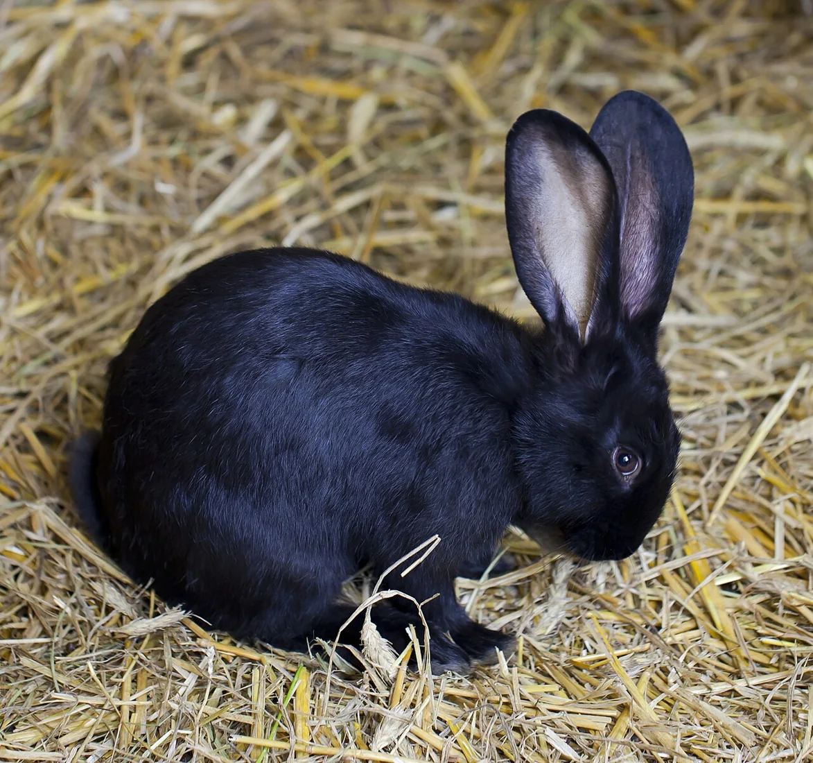 A black rabbit resting on straw bedding.