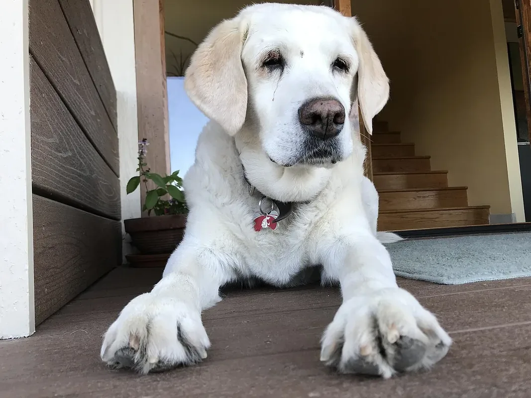 This is Apollo, on the front porch.