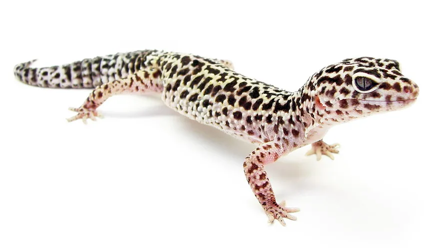 Spotted leopard gecko shown from the side against a white background.