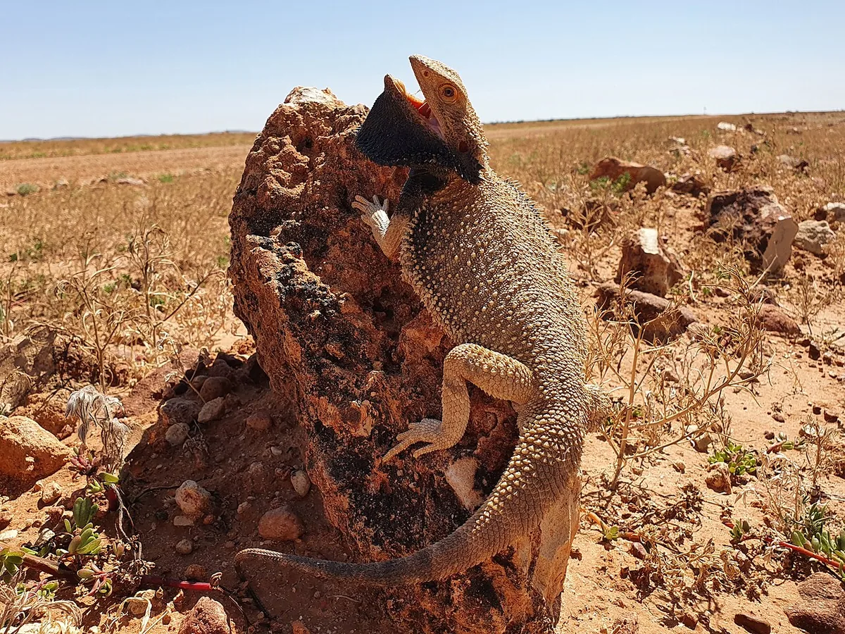Bearded dragon resting upright on a rock in a dry landscape.