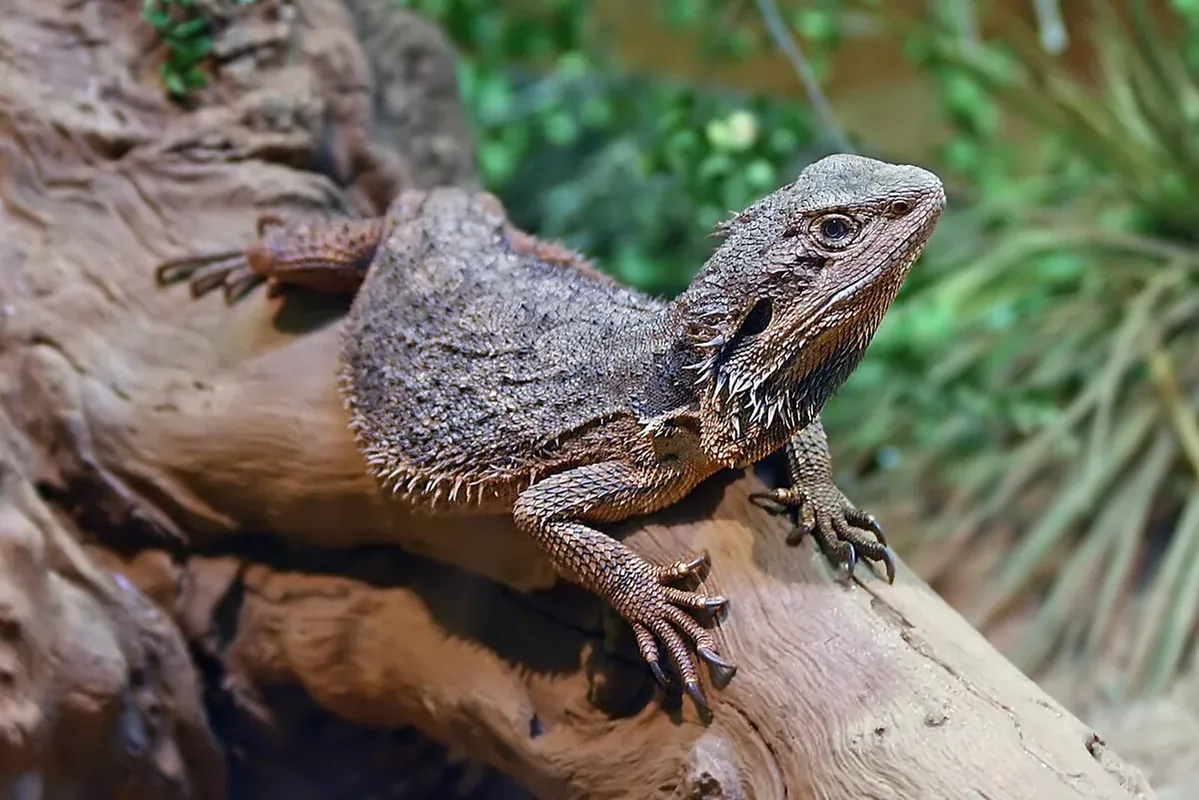 Eastern Bearded Dragon (Pogona barbata), Victoria, Australia.