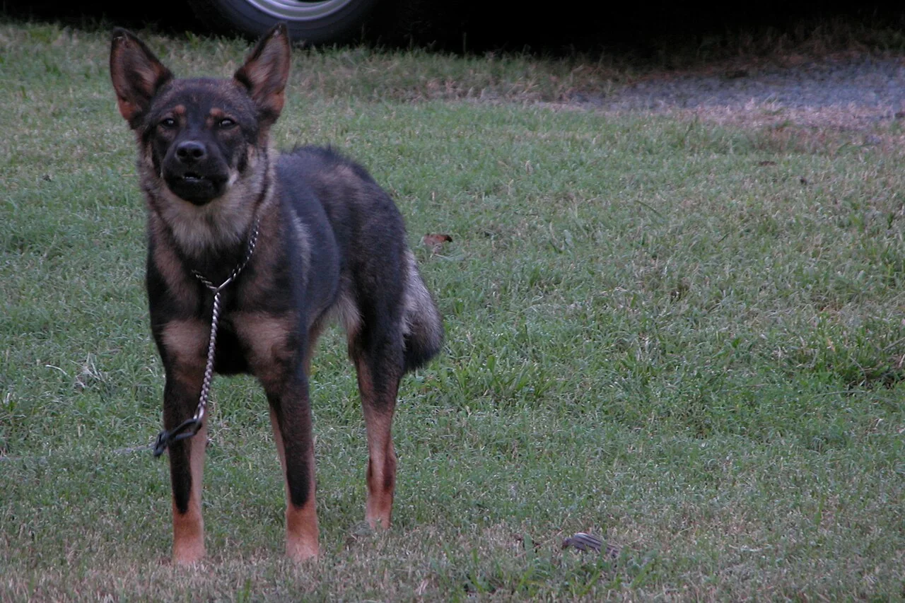 A black and tan dog standing on grass with its mouth open.