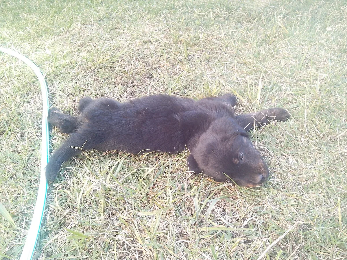Dark puppy lying on grass.