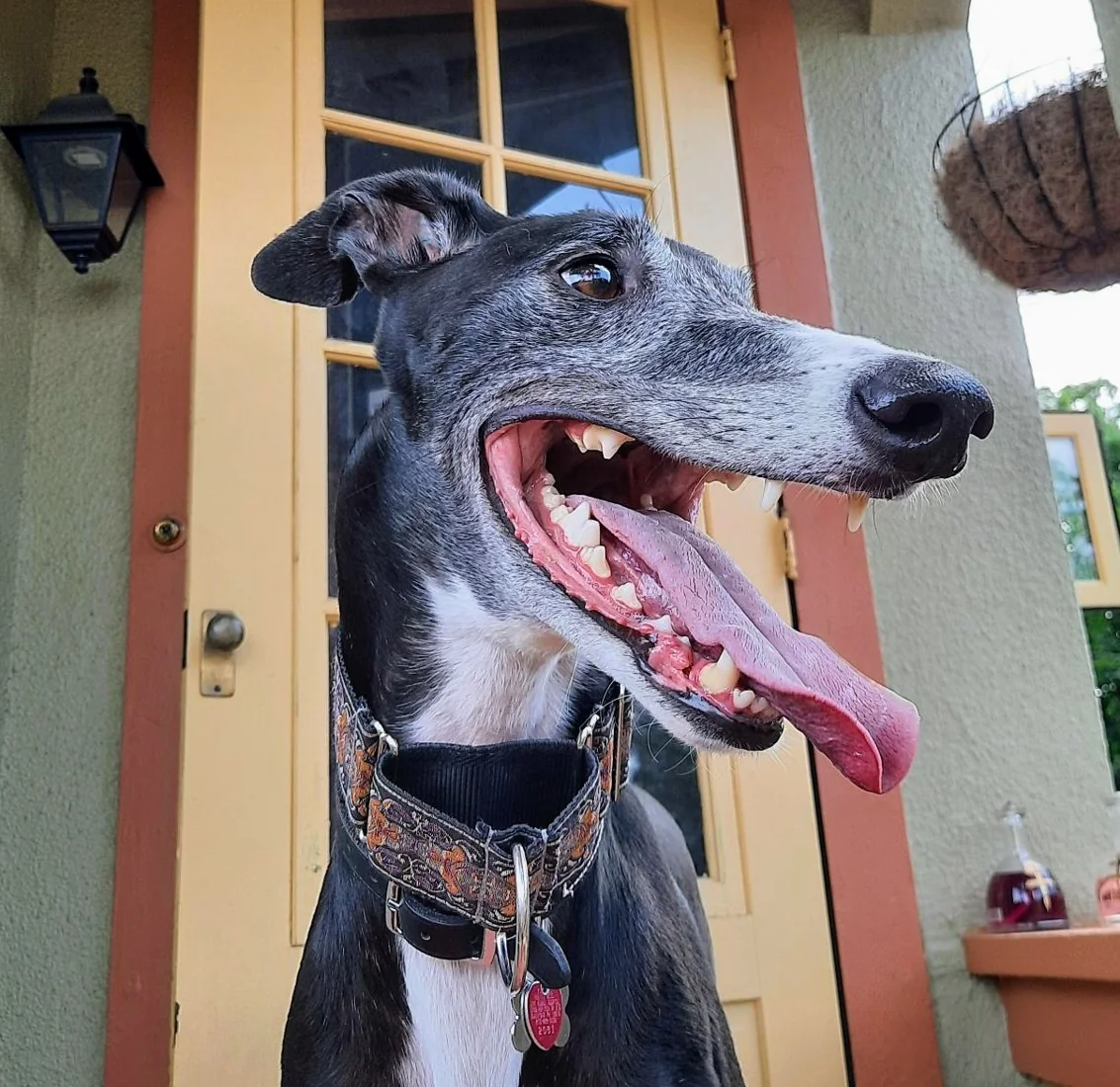 A gray greyhound wearing a collar and identification tags.