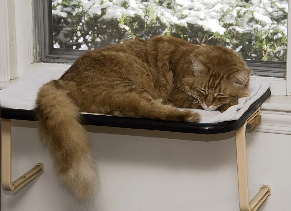 A longhaired ginger cat curled up on a stool beside a window.