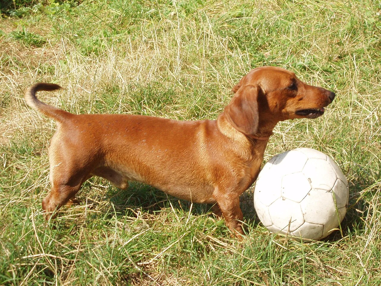 A reddish brown dachshund beside a white soccer ball on grass.