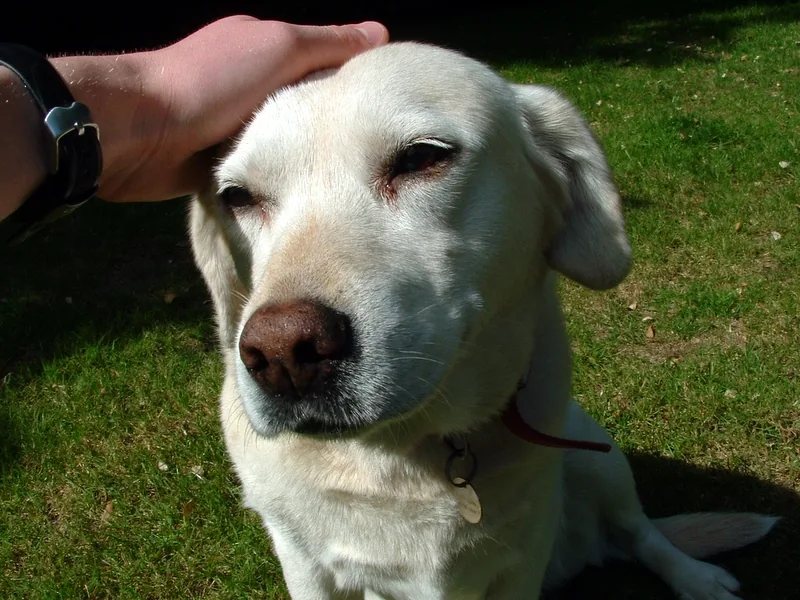 Polly, a ten year-old British yellow Labrador bitch