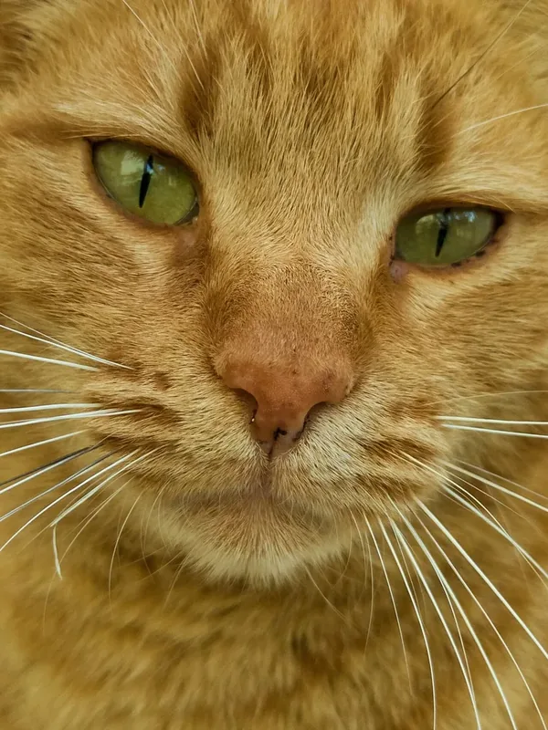 Portrait of a female domestic cat (Felis catus).