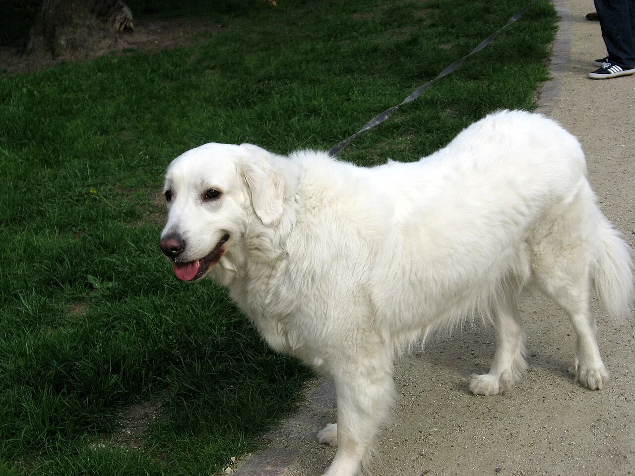 A fluffy white dog standing beside a path.