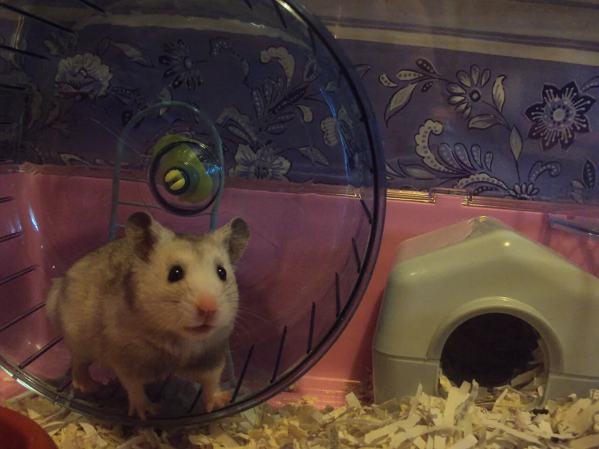 Golden Syrian hamster facing forward inside an enclosure.