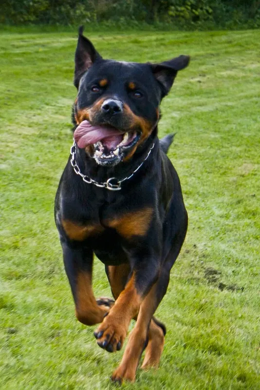 Rottweiler dog