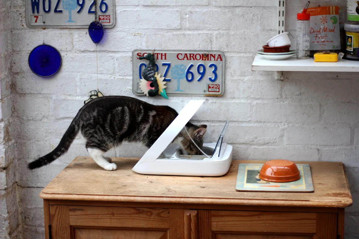 Tabby cat eating from a white SureFeed Microchip Pet Feeder on a wooden cabinet.