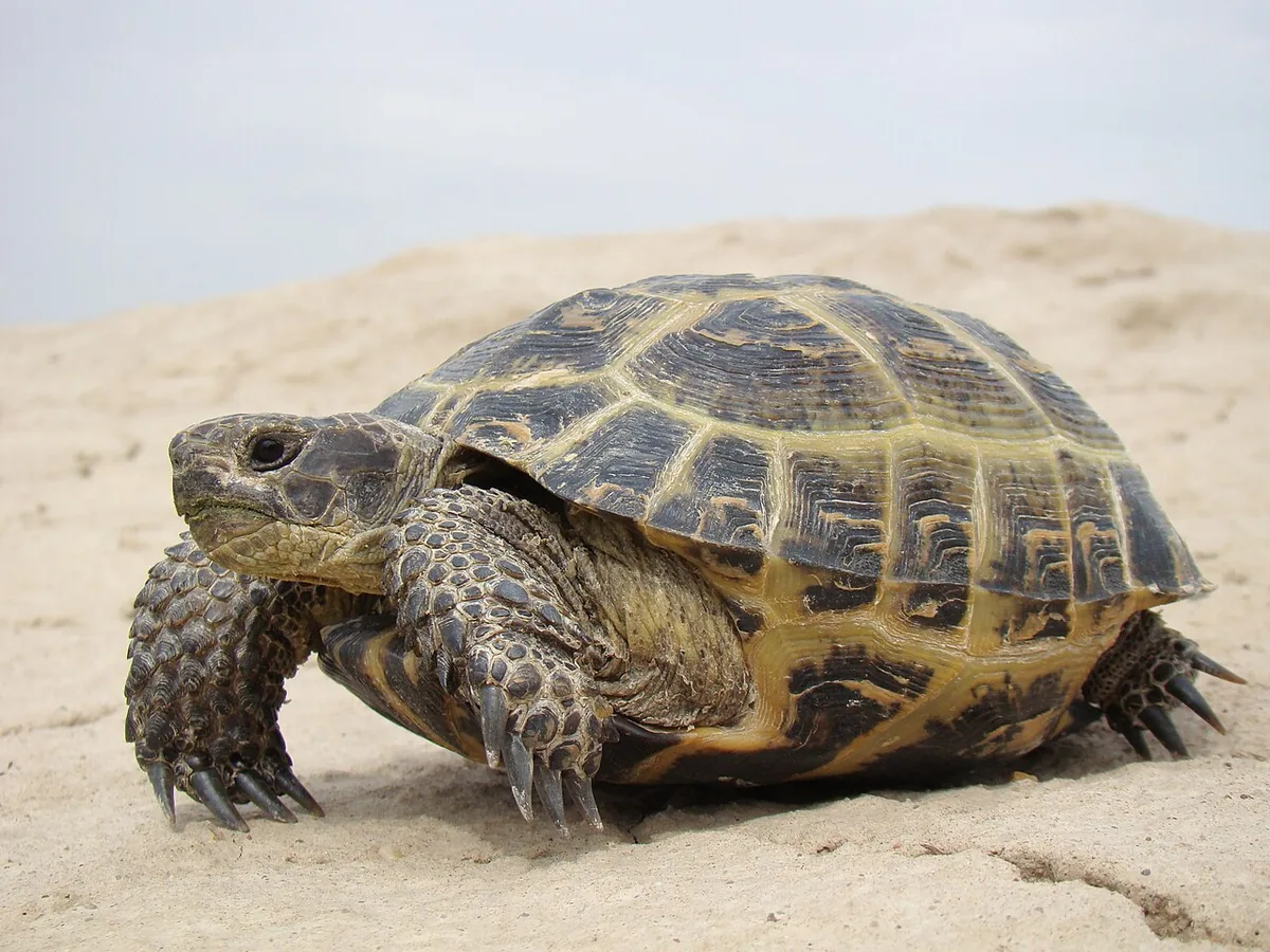 Tortoise resting on a pale sandy surface.