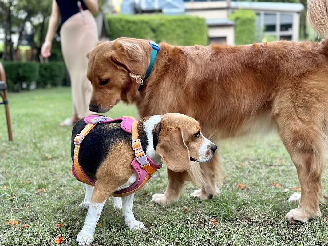 A Golden Retriever sniffing Coco the Beagle at the Dog Park