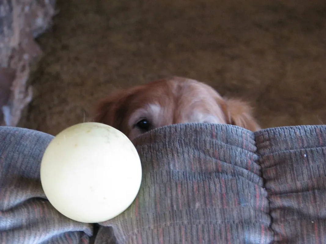 Daisey, my Golden Retriever, patiently waiting for her beloved ball to be thrown again...