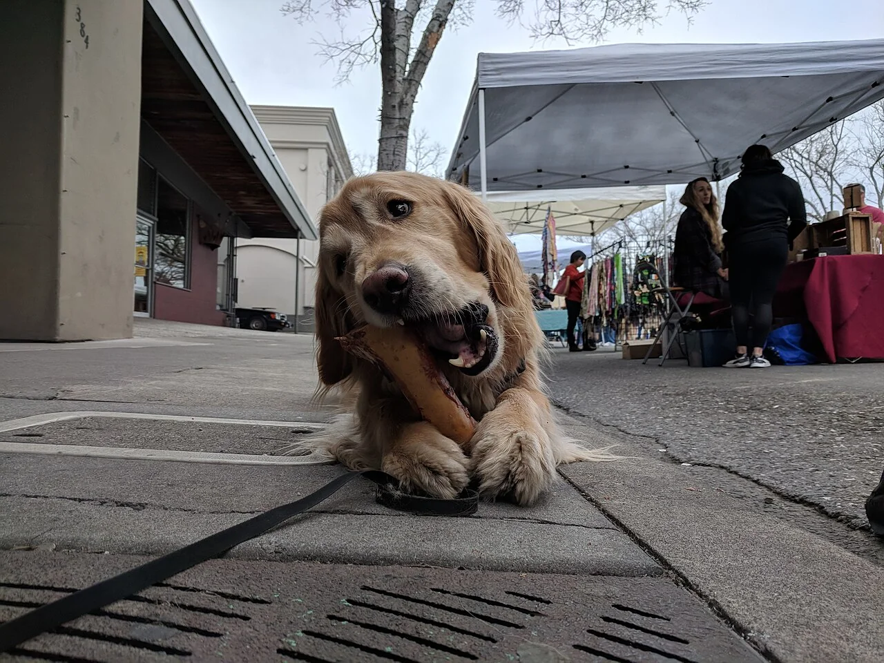 A golden retriever lying with a toy at an outdoor market.